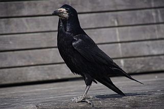 Corvus frugilegus - Saatkrähe